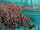 Lava Men Army (Earth-15513)