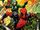 Avengers Universe (UK) Vol 2 2.jpg