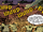 Medisuela City from Blood and Glory Vol 1 3 001.png