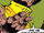Jason Grey (Counter-Earth) (Earth-616)