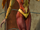 Jean Grey (Earth-TRN169)