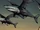 Flying Sharks