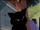 Pardo (Earth-6799) from Spider-Man (1967 animated series) Season 2 31 0005.jpg