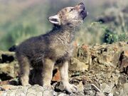 Wolf-cub