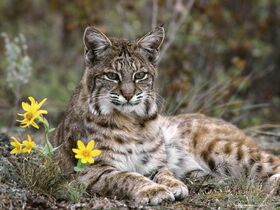 Bobcat-Montana