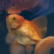 Gus MKE1.png (199 KB)