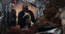 Fury trouve des chatons 