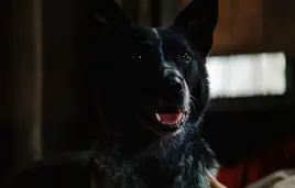 Banner's dog