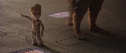 Groot dit à  où se trouve 