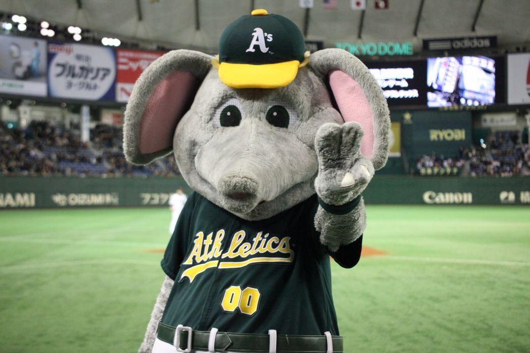 Why is the Oakland Athletics' team mascot an elephant? - Quora