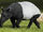 Tapir