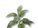 Tobacco