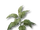 Tobacco