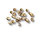 Corn Seed