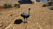 Ostrich