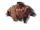 Claw Everyday Costume