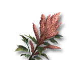 Quinoa