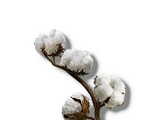 Cotton