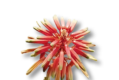 Aloe Seed | Soulmask Wiki | Fandom