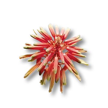 Aloe Flower | Soulmask Wiki | Fandom
