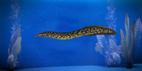 Khar'shan Snapping Eel: The Khar'shan Snapping Eel is a powerful predator that will attack fish larger than itself when hungry.