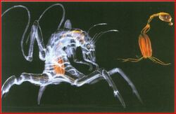 Рахни. Анатомия