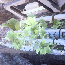 Genetically Altered Plants