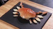 Chelsea's Skills Test Crab