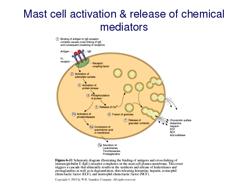 Cell activate. Mast Cell. Активация тучных клеток. Mast Cell Stabilizer. Рецепторы тучных клеток.