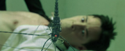 Bug