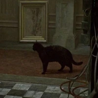 Review Cute Cats Of Kedi Rekindling A Love Of Life The New York Times