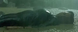 The oracle in the rain