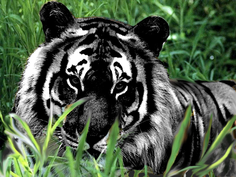 One Tiger - Black