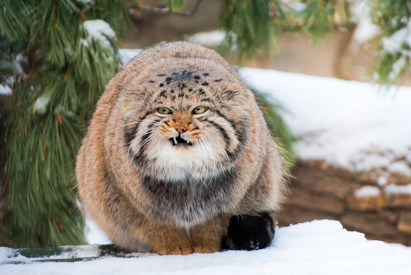 Chez Ginette Pallas's cat, Small wild cats, Manul cat
