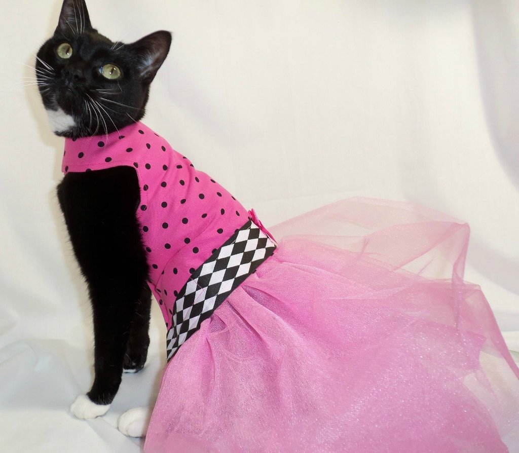 Кошечка в платье. Кошка в платье. Нарядные платья для кошек. Красивая одежда для кошек. Одежда для кошек платье.