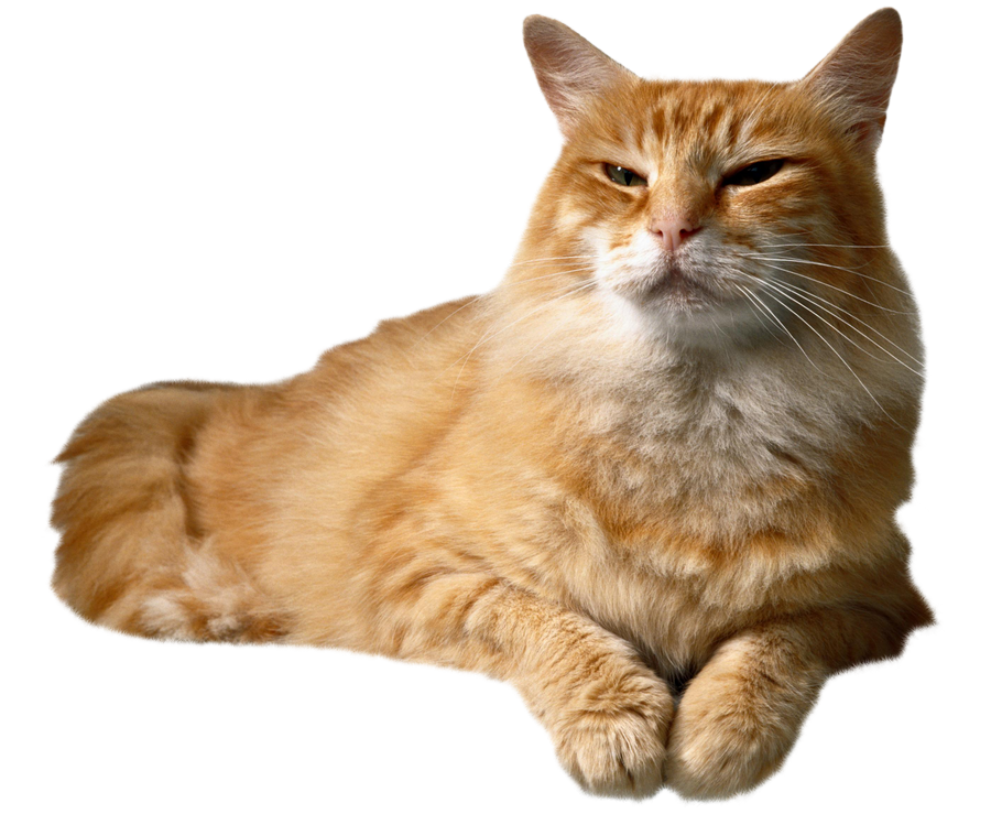 Cat - Ginger Cat Lying Down - CleanPNG / KissPNG