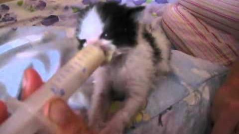 Кормление новорожденных котят | МяуМур Мир | Fandom