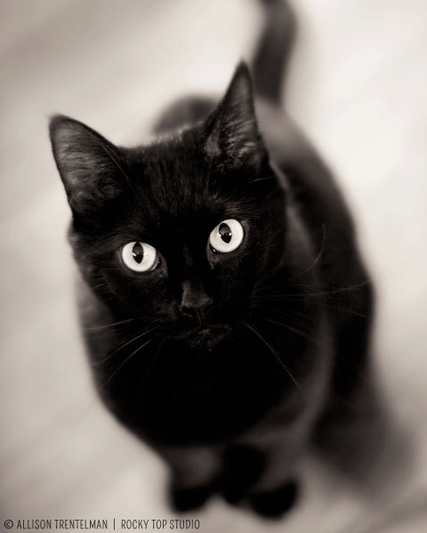 Черный котик фото на аву Клички для чёрных котов МяуМур Мир Fandom