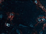 Immune
