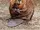 Beaver