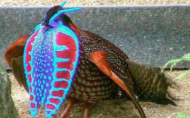 Cool ass pheasant