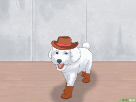 Dog Modeling ep726