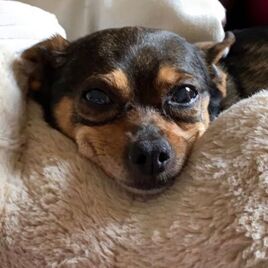 Gigithepuppy