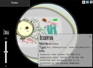 The information window for the nucleus.