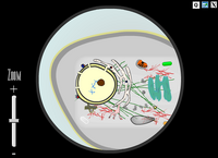 The main screen to explore the cell.
