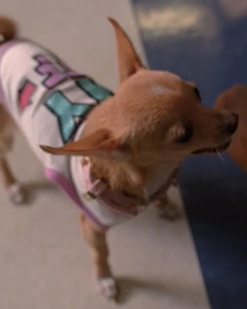 coco chanel dog clothes