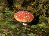 Mushrooms | Medieval Dynasty Wiki | Fandom