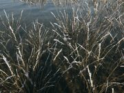 Reed