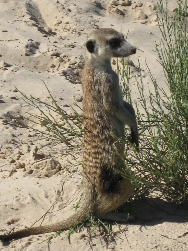 Ricochet Commandos | Meerkat Role Play Wiki | Fandom