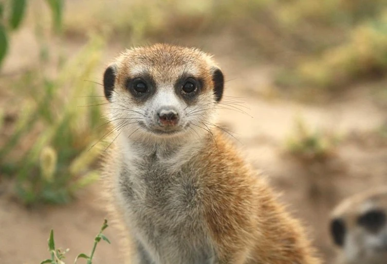 William Commandos | Meerkat Role Play Wiki | Fandom